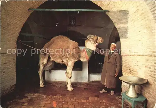 Kamele Tunisie Kairouan La Noira de Bir Barouta  Kat. Tiere