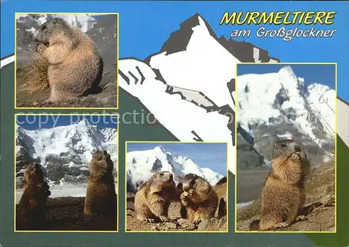 Murmeltier Grossglockner  Kat. Tiere