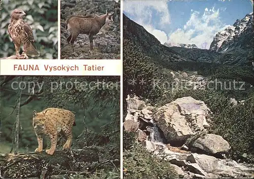 Tiere Fauna Vysoke Tatry Maeusebussard Luchs Gaemse  Kat. Tiere