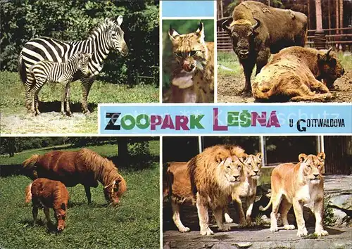 Zoo Lesna Gottwaldova Loewe Zebra Pony  Kat. Tiere