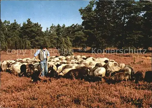 Schafe Hirte Lueneburger Heide  Kat. Tiere