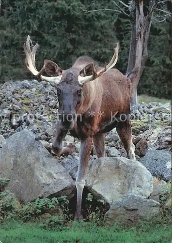 Elch Schweden  Kat. Tiere