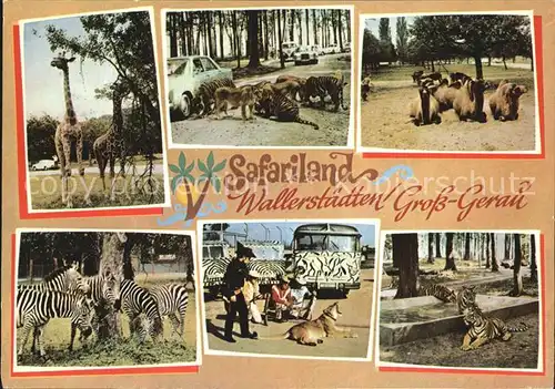 Tiere Safari Wallerstaedten Gross Gerau Zebra Tiger Giraffen Kat. Tiere