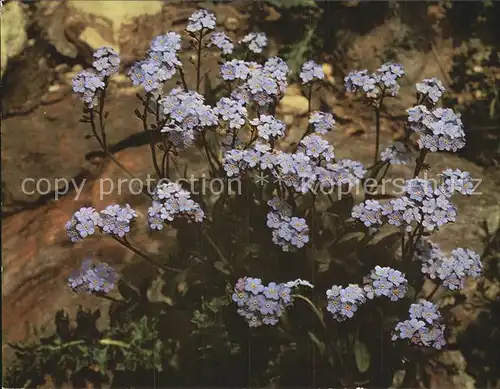 Blumen Alpen Vergissmeinnicht Myosotis alpestris Kat. Pflanzen