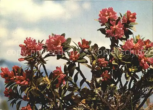 Blumen Rostblaettrige Alpenrose  Kat. Pflanzen