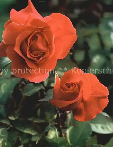 Rosen Hertigen af Windsor  Kat. Pflanzen