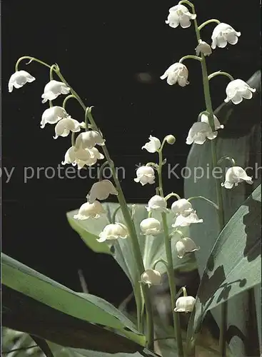 Maigloeckchen Liljekonvalj  Kat. Pflanzen