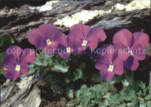 Blumen Mont Cenis Veilchen Viola cenisia Kat. Pflanzen