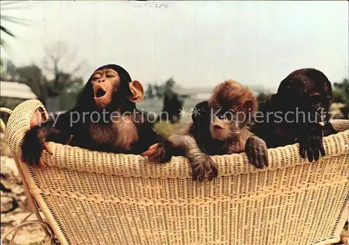 Affen Gorilla Orang Utan Schimpanse Wilhelma Stuttgart Kat. Tiere