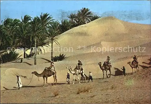 Kamele Tunisie Caravane du Sahara Kat. Tiere