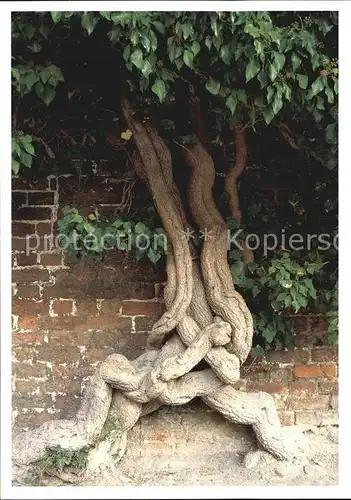 Baeume Trees Johanniskloster Innenhof  Kat. Pflanzen