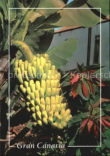 Bananen Gran Canaria  Kat. Pflanzen