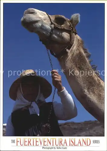 Kamele Fuerteventura Campesina Kat. Tiere