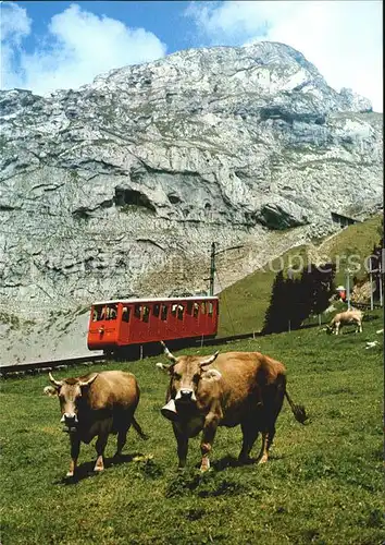 Zahnradbahn Pilatus Kuehe  Kat. Bergbahn