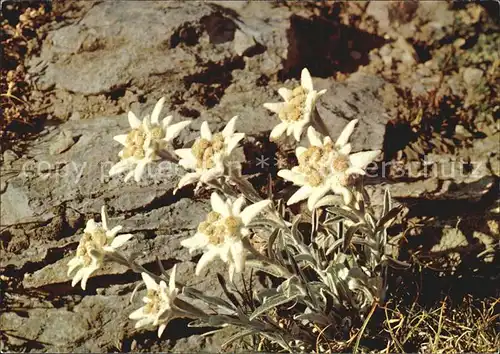 Edelweiss  Kat. Pflanzen