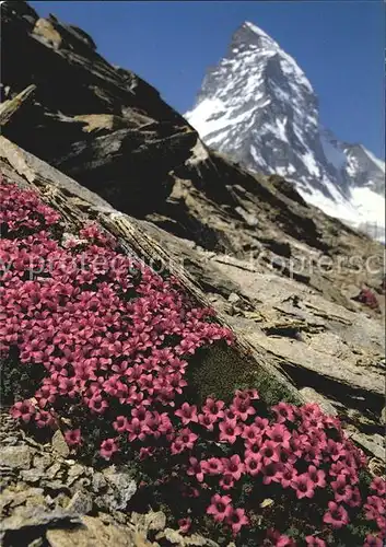 Blumen Gegenblaettriger Steinbrech  Kat. Pflanzen