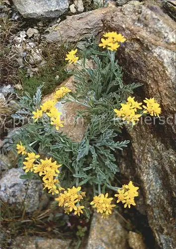 Blumen Weissgraues Greiskraut Senecio incanus Kat. Pflanzen