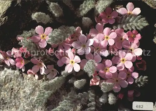 Blumen Alpenmannsschild Androsace Alpina Kat. Pflanzen