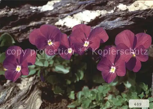 Blumen Mont Cenis Veilchen Viola cenisia Kat. Pflanzen