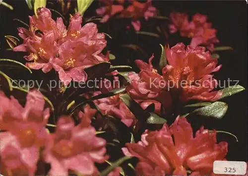 Blumen Rostrote Alpenrosen Rhododendron ferrugineum Kat. Pflanzen