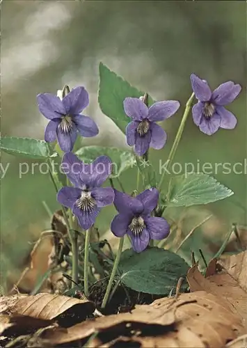 Blumen Hundsveilchen Viola canina Kat. Pflanzen