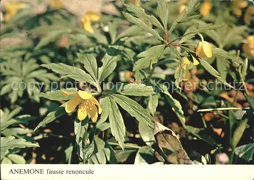 Blumen Anemone Fausse Renoncule  Kat. Pflanzen