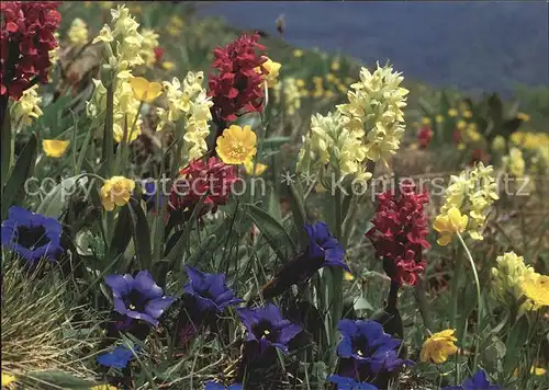 Blumen Alpenblumen  Kat. Pflanzen