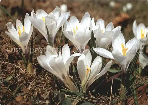 Blumen Fruehlings Krokus Crocus albiflorus Kat. Pflanzen