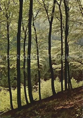 Baeume Trees Buchenwald Fagus silvatica  Kat. Pflanzen