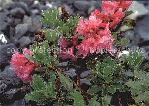 Blumen Behaarte Alpenrose Rhododendron hirsutum Kat. Pflanzen