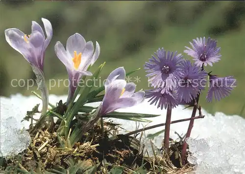 Blumen Fruehlingssafran Soldanelle  Kat. Pflanzen