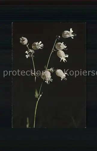 Blumen Aufgeblasenes Leimkraut Silene inflata Kat. Pflanzen