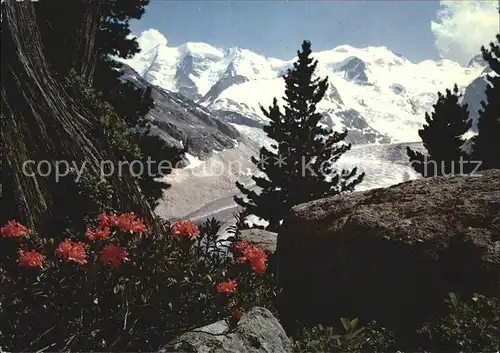 Blumen Alpenrosen Bovalweg Piz Palue Bellavista Kat. Pflanzen