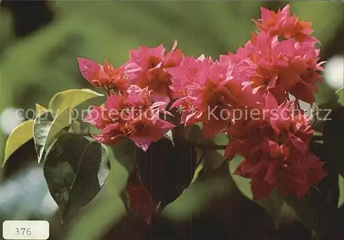 Blumen Gefuellte rote Bougainvillie  Kat. Pflanzen
