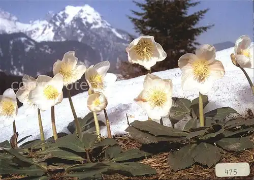 Blumen Christrose Helleborus niger  Kat. Pflanzen