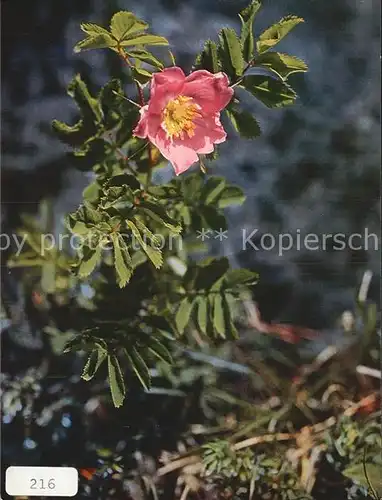Blumen Alpen Heckenrose Rosa pendulina Kat. Pflanzen