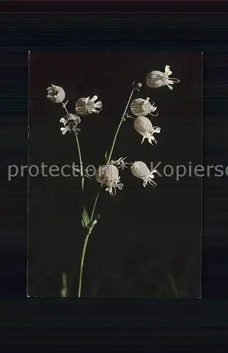 Blumen Aufgeblasenes Leimkraut Silene inflata Kat. Pflanzen