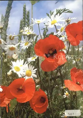 Blumen Mohn Pavot Poppy Kat. Pflanzen