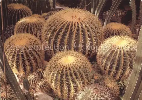 Kakteen Echinocactus grusonii Kat. Pflanzen