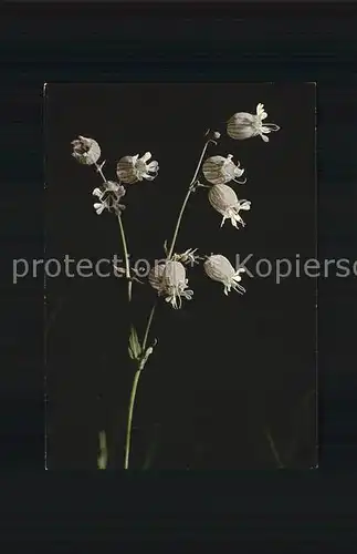 Blumen Aufgeblasenes Leimkraut Silene Inflata Kat. Pflanzen