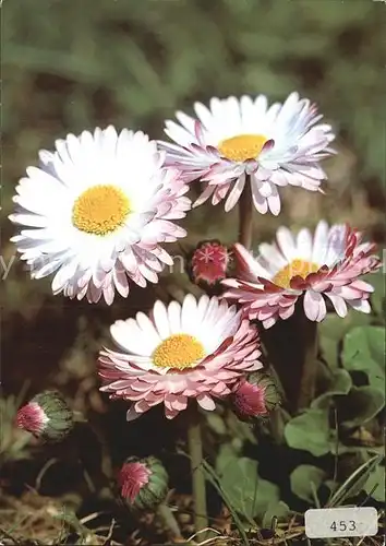 Blumen Gaensebluemchen Bellis perennis Kat. Pflanzen