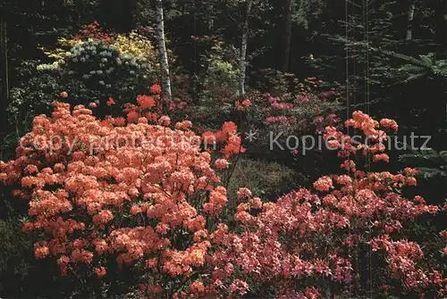 Blumen Park Seleger Moor Rifferswil Kat. Pflanzen