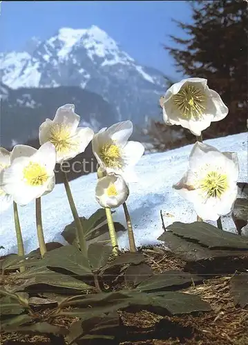 Blumen Christrose Helleborus niger Kat. Pflanzen