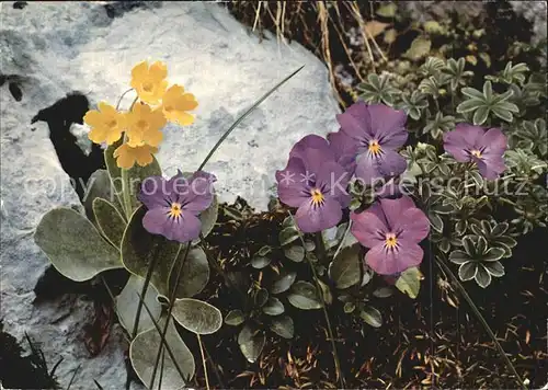 Blumen Felsen Aurikel Langsporniges Veilchen  Kat. Pflanzen