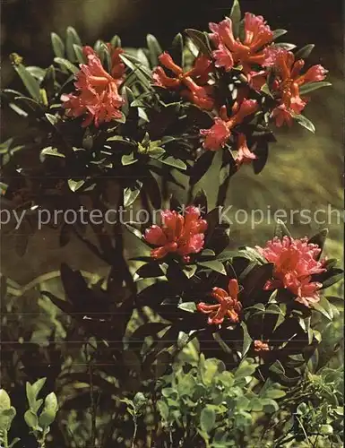 Blumen Rostrote Alpenrose Rhododendron ferrugineum Kat. Pflanzen
