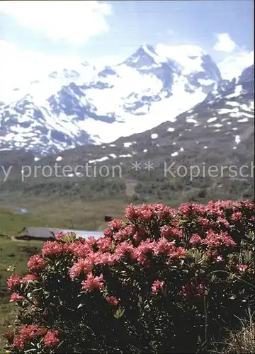 Blumen Rostrote Alpenrosen Rhododendron ferrugineum Kat. Pflanzen