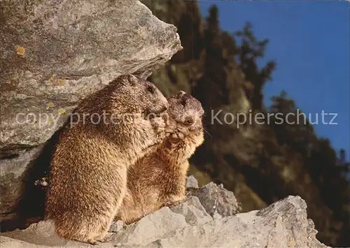 Murmeltier Marmottes Marmots  Kat. Tiere