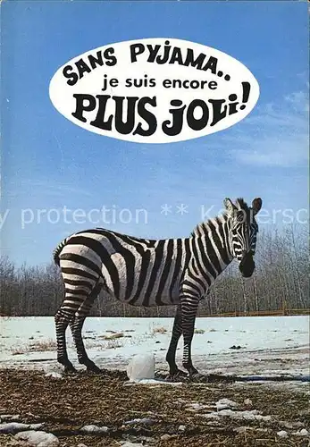 Zebra Animaux Humoristiques  Kat. Tiere