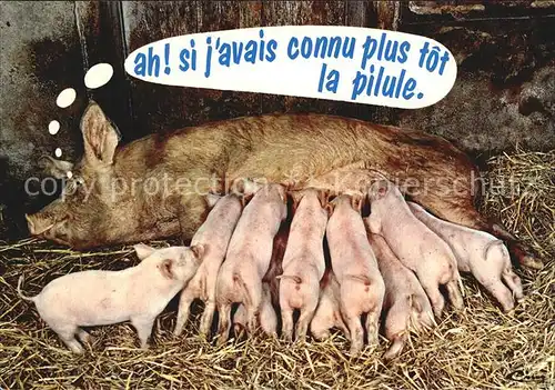 Schweine Une Belle Mere Animaux Humoristiques Kat. Tiere
