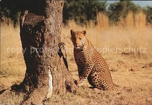 Tiere Leopard Kruger National Park  Kat. Tiere